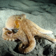 Foto: Vittorio Bruno / Shutterstock